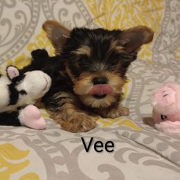 VEE - Black and tan female Yorkshire Terrier puppy in Honoraville, Alabama from Yorkies by the Dozen