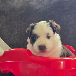 Butterscotch - Red tri male Miniature Australian Shepherd puppy in Boonville, New York from Amy & Dan's Awesome Aussies