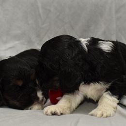 Cocker Spaniel Puppies from Minster Cocker Spaniels