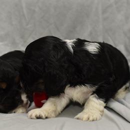 Cocker Spaniel Puppies from Minster Cocker Spaniels