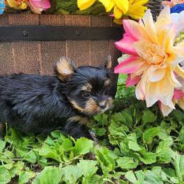 Gnarly - Black and gold male Yorkshire Terrier puppy in Dallas, North Carolina from Mandy's Miracles