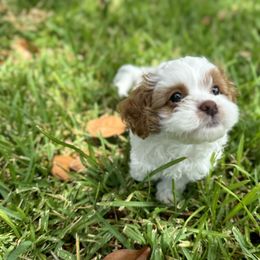 Cavapoo and Shihpoo Puppies from Haus of Doodles