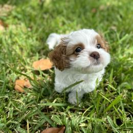 Cavapoo and Shihpoo Puppies from Haus of Doodles