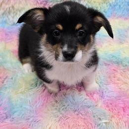 AMANDA - Black and tan female Pembroke Welsh Corgi puppy in Walker, Iowa from Double K Corgis