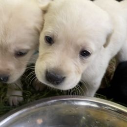 Labradoodle and Labrador Retriever Puppies from Moore than Dogs