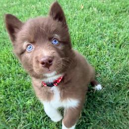 Adam (Red Collar) - Red and white male Siberian Husky puppy in Warwick, Rhode Island from Young Orchard Siberians