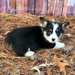 1,200 Boss - Black and tan male Pembroke Welsh Corgi puppy in Nashville, Arkansas from Whisenhunt Farms