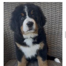 Blue Collar Male - Black rust and white male Bernese Mountain Dog puppy in Perris, California from Golden Coast Berners