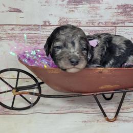 Sweetie - Merle female Goldendoodle puppy in Grabill, Indiana from Rose's Doodles