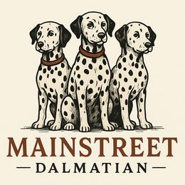 Dalmatian puppies from Mainstreet Dalmation