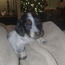 Chip - Black and cream male Dachshund puppy in Auburn, Alabama from Labor of Love