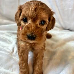 Kanga - Red female Cockapoo puppy in Adrian, Oregon from ApplebyFarm