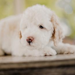 Goldendoodle and Sheepadoodle Puppies from Dooling Doodles
