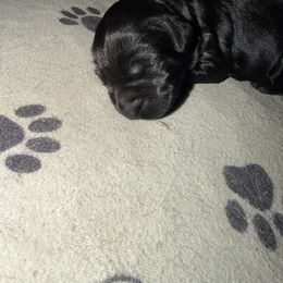 Boy 3 - Black male Giant Schnauzer puppy in Bois D’arc, Missouri from Down Low Kennels