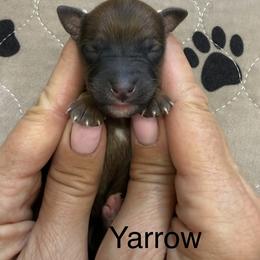 Yarrow - Brown male Whoodle puppy in Pima, Arizona from Schmidt's K9s