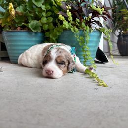 Small Fry - Parti male Goldendoodle puppy in Camden, North Carolina from Oopsie Doodles of NC