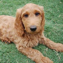 Goldendoodles from Shelton Doodles