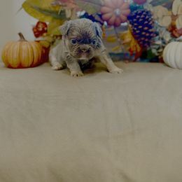 French Bulldog Puppies from Fun & Frenchie Free, LLC