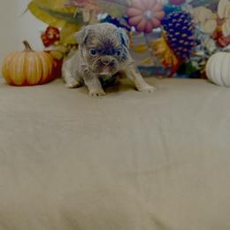 French Bulldog Puppies from Fun & Frenchie Free, LLC