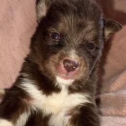 Prancer - Red and white male Siberian Husky puppy in Mechanicsville, Virginia from Shinko Siberians