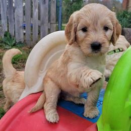 Goldendoodle Puppies from Black Oak Doodles