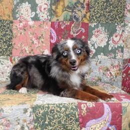 Imp - Toy Australian Shepherd