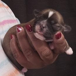 Autumn - Black gold and silver female Shih Tzu puppy in Greer, South Carolina from My Precious Paws – Shih Tzu