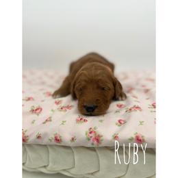 Ruby - Red  female Goldendoodle puppy in Smithfield, Kentucky from KBK9 Kennels