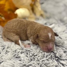 Girl 3 - Red  female Goldendoodle puppy in Ambrose, Georgia from Brandilyn's Aussies