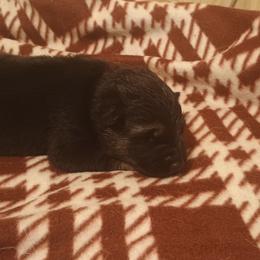 Black - Black and tan male German Shepherd puppy in Dawsonville, Georgia from Vom Aussenseiter