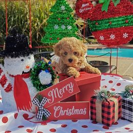 Periwinkle - Apricot female Poodle puppy in Dallas, Texas from Halo's Heroes Doodles