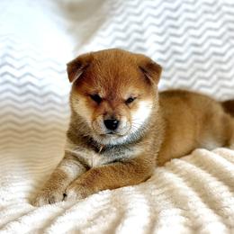 Stetson - Red male Shiba Inu puppy in Trenton, Nebraska from Prairie Shibas