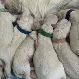 Coconut (light purple) - Light golden female Golden Retriever puppy in Severance, Colorado from Kiersten's Goldens