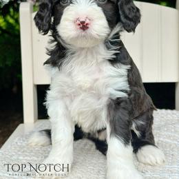 Portuguese Water Dog Puppies from Top Notch Portuguese Water Dogs