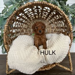 Goldendoodle Puppies from Life_on. Paws