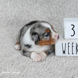 Girl 2 - Blue merle female Australian Shepherd puppy in Rochester, Massachusetts from Clover Creek Aussies