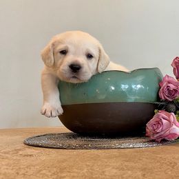 Labrador Retriever Puppies from BellaVista Labradors LLC
