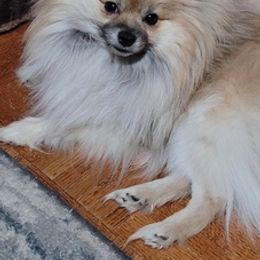 Pomeranians from Pepplers Poms