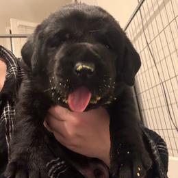 Mr green - Black male Labrador Retriever puppy in Menifee, California from The Golden Leash Kennels