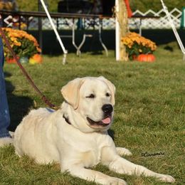 Labrador Retrievers from Joan Burroughs' Labrador Retrievers