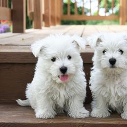 West Highland White Terrier Puppies from The West Acres