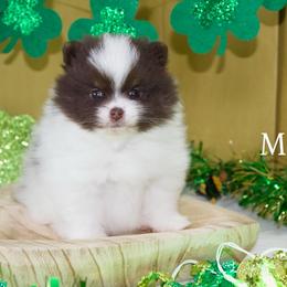 Pomeranian Puppies from The Pom farm