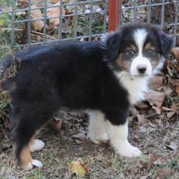 Scottsdale - Black tri-color male Australian Shepherd puppy in Kansas, Oklahoma from Windy G Farm