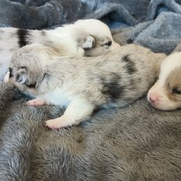 American Corgi and Pembroke Welsh Corgi Puppies from Angelique Brooks