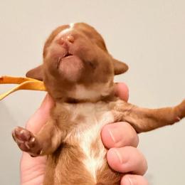Yellow - Red female Cavapoo puppy in Georgetown, Texas from Mc Doodles of Texas LLC