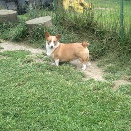 Jenny - Pembroke Welsh Corgi