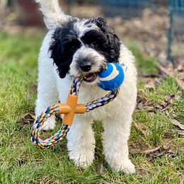 Australian Labradoodle Puppies from Cascade Canyon Labradoodles