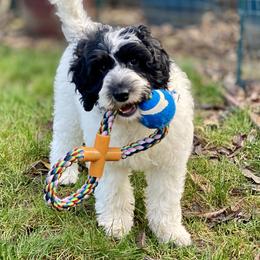 Australian Labradoodle Puppies from Cascade Canyon Labradoodles
