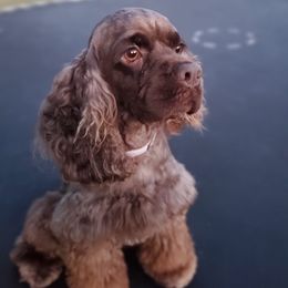 Bella - Cocker Spaniel