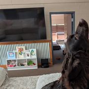 Rocko - Boykin Spaniel